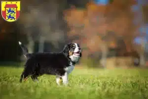 Mehr über den Artikel erfahren Berner Sennenhund Züchter und Welpen in Husum