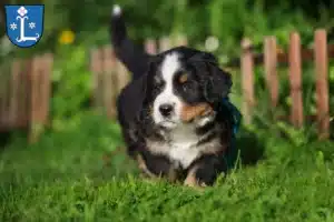 Mehr über den Artikel erfahren Berner Sennenhund Züchter und Welpen in Leer (Ostfriesland)