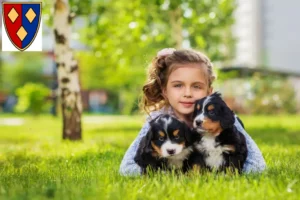 Mehr über den Artikel erfahren Berner Sennenhund Züchter und Welpen in Lüchow (Wendland)