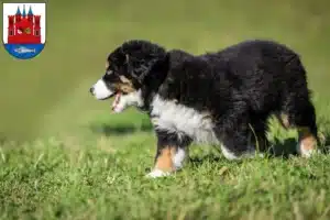 Mehr über den Artikel erfahren Berner Sennenhund Züchter und Welpen in Lutherstadt Wittenberg