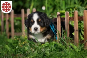 Mehr über den Artikel erfahren Berner Sennenhund Züchter und Welpen in Mühldorf am Inn