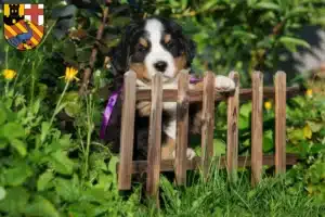 Mehr über den Artikel erfahren Berner Sennenhund Züchter und Welpen in Neuwied