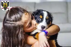 Mehr über den Artikel erfahren Berner Sennenhund Züchter und Welpen in Ortenaukreis