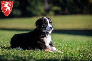 Mehr über den Artikel erfahren Berner Sennenhund Züchter und Welpen in Schwäbisch Gmünd