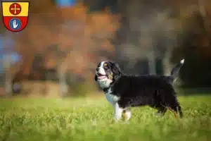 Mehr über den Artikel erfahren Berner Sennenhund Züchter und Welpen in Schwäbisch Hall