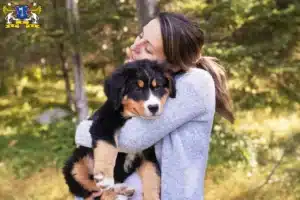 Mehr über den Artikel erfahren Berner Sennenhund Züchter und Welpen in Stade