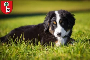 Mehr über den Artikel erfahren Berner Sennenhund Züchter und Welpen in Velbert