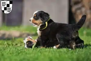 Mehr über den Artikel erfahren Berner Sennenhund Züchter und Welpen in Wunsiedel