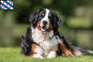 Mehr über den Artikel erfahren Berner Sennenhund Züchter und Welpen in Friesland