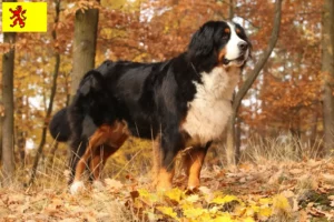 Mehr über den Artikel erfahren Berner Sennenhund Züchter und Welpen in Südholland